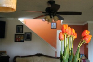 pix.houseplant